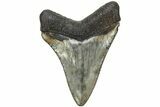Serrated, Juvenile Megalodon Tooth - South Carolina #213049-1